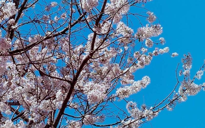 Cerejeiras em flor - O poder de uma pergunta aberta